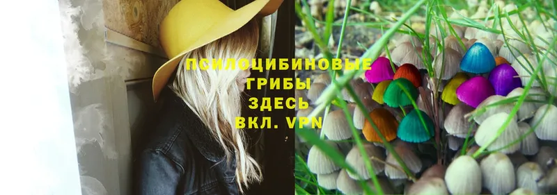 Псилоцибиновые грибы Magic Shrooms  Сураж 